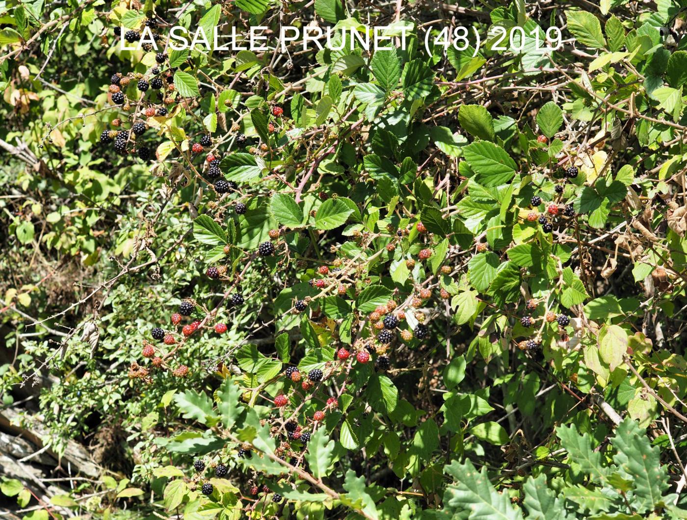 Bramble, Large-leaved plant